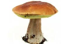 Morfologia dei funghi